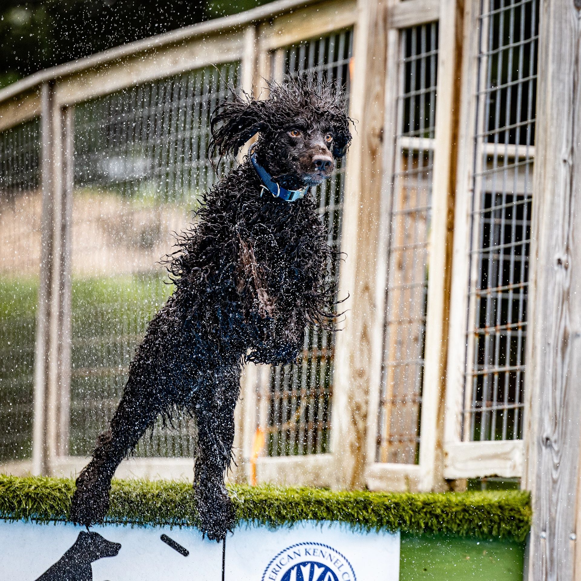 Dock diving action photography at Splash Town Warwick
